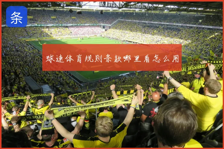 球速体育规则条款哪里看怎么用